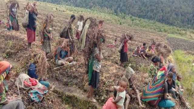 Masyarakat di Distrik Kuyawage, Lanny Jaya yang sedang memantau lahannya pasca embun beku yang menerjang daerahnya. (Foto istimewa)