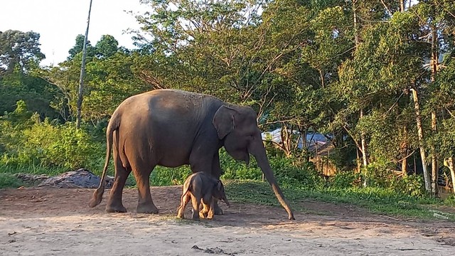 Gajah sumatera lahirkan bayi jantan di lembaga konservasi Lembah Hijau Bandar Lampung. | Foto: Sinta Yuliana/Lampung Geh