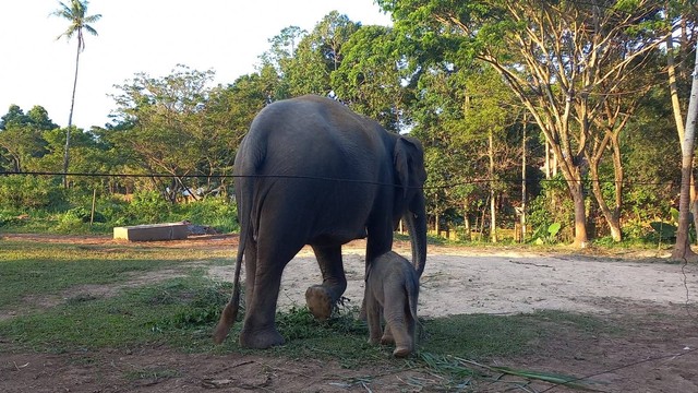 Ini Anak Mega, Bayi Gajah yang Lahir di Lembah Hijau, Lampung (1)