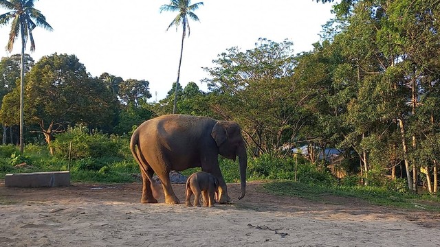 Ini Anak Mega, Bayi Gajah yang Lahir di Lembah Hijau, Lampung (2)
