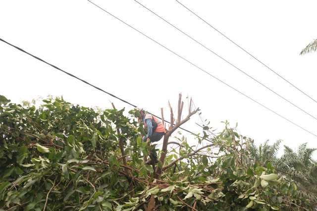 Petugas memangkas pohon yang mengenai jaringan listrik. Foto: Dok. PLN Ketapang