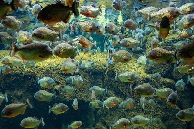 Jenis ikan piranha. Sumber: unsplash.com