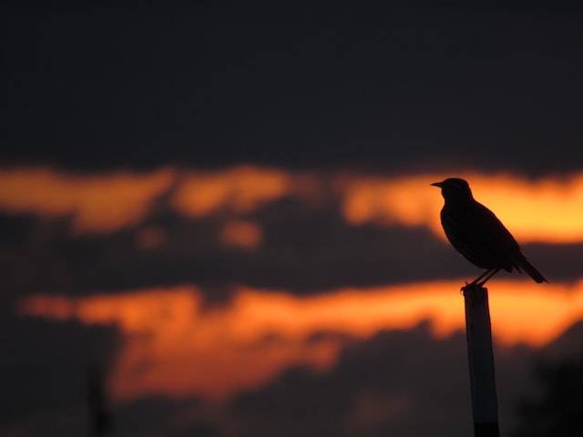 Ilustrasi burung jalak. Foto: unsplash.com/techninja42