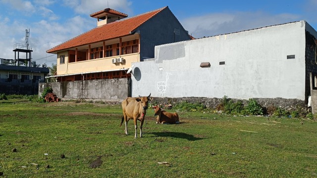 Suasana kandang sapi di Tukad Citarum, Kota Denpasar, Bali. Foto: Denita BR Matondang/kumparan