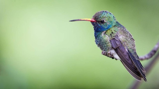 Ilustrasi Jenis Kolibri dan ciri fisik. Foto: dok. Philip Brown (Unsplash.com)