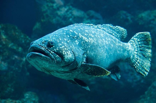 Ilustrasi Jenis Ikan Kerapu. Foto: dok. David Clode (Unsplash.com)