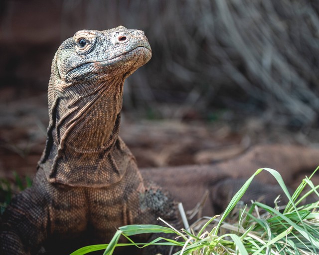 Daya Tarik Taman Nasional Komodo, Foto/Unsplash/Chandler Cruttenden