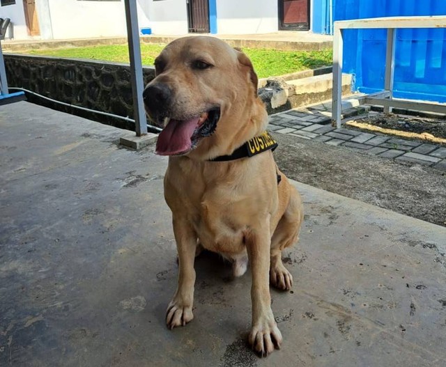 Anjing Pelacak Tim K-9 milik Bea Cukai Batam. Foto: Istimewa