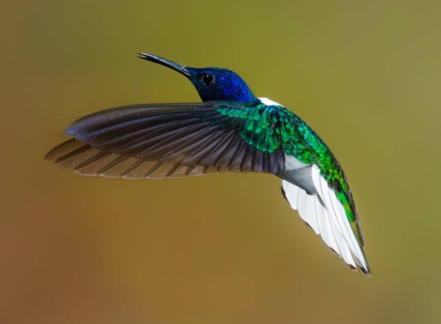 Ilustrasi Jenis Burung Tengkek Sumber www.unsplash.com
