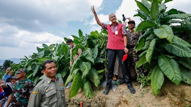 Gubernur Jawa Tengah Ganjar Pranowo mengikuti tradisi Wiwitan yang dihadiri 400 petani untuk mengawali panen raya tembakau. Foto: Dok. Istimewa