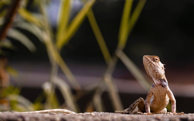 Cara mengusir cicak. Foto: Unsplash