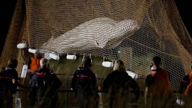 Petugas pemadam kebakaran dan anggota tim SAR menarik jaring saat menyelamatkan paus Beluga yang tersesat di sungai Seine Prancis, dekat Notre-Dame-de-la-Garenne di Saint-Pierre-la-Garenne, Prancis, Rabu (10/8/2022). Foto: Benoit Tessier/REUTERS