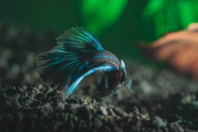 Ilustrasi Jenis Channa Stewartii. Foto: dok. Timothy Dykes (Unsplash.com)