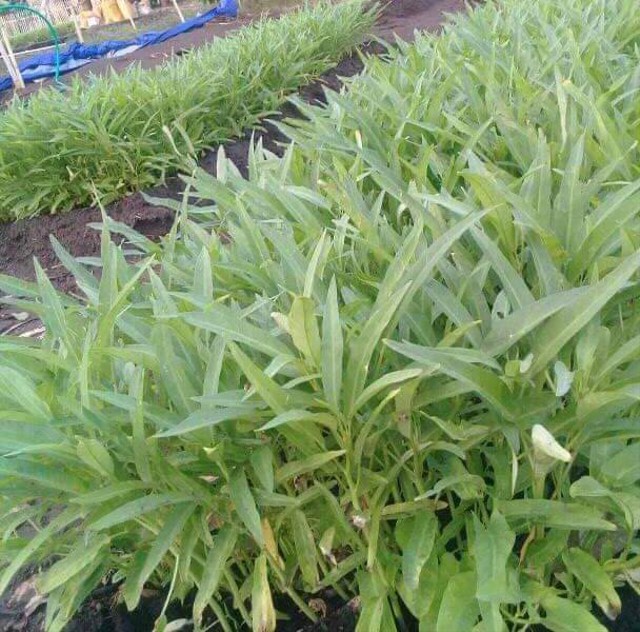 Keterangan foto:Sayur organik salah satu petani di Kabupaten Lembata.
