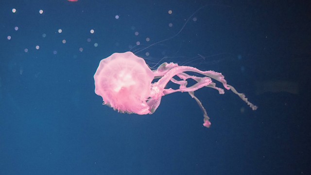 Wajib Baca! Ini Dia Promo Tiket Jakarta Aquarium 2022 | kumparan.com