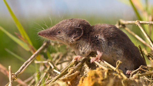 Ilustrasi tikus Celurut (Shrew), yang dicurigai adalah host virus Langya. Foto: Rudmer Zwerver/Shutterstock
