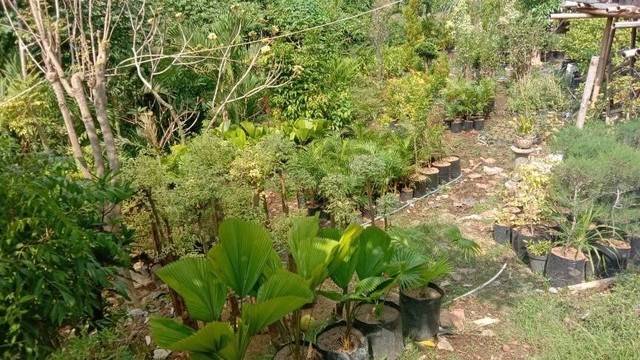Pemilihan bibit tanaman yang sesuai dengan kondisi lingkungan di Kelurahan Jagalan (Sumber : dokumentasi pribadi).