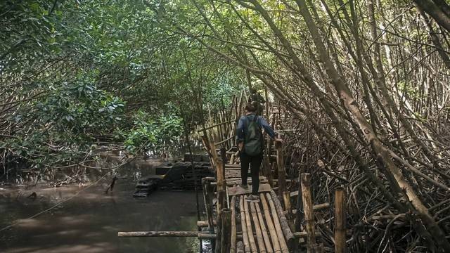 Lahan mangrove di Tahura, Denpasar - foto: Denita Matondang