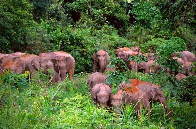 Kawanan gajah di Bentang Alam Bukit Tiga Puluh/Istimewa