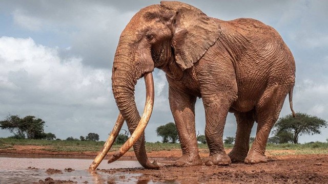 Hanya ada puluhan gajah gading super yang masih bertahan di alam liar.
