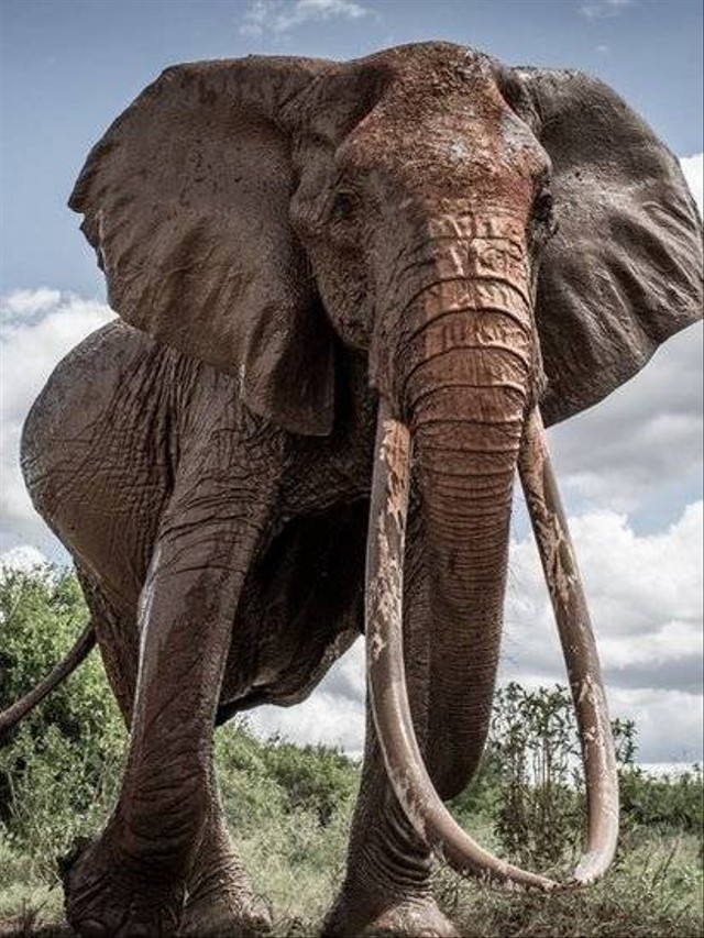 Beberapa gajah betina juga memiliki gading berukuran yang lebih besar, meski tidak sampai menyentuh tanah.