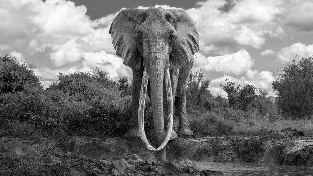 Gajah menggunakan gadingnya untuk mengambil makanan juga bertarung dengan gajah lainnya.