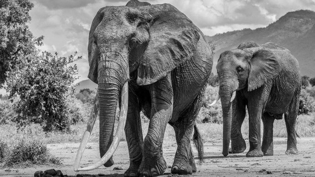 Hari Gajah Sedunia: 'Si Gading Super' Mirip Mamut yang Kian Terancam (9077)
