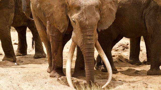 Gajah gading super cenderung dihormati di antara kawanan gajah.