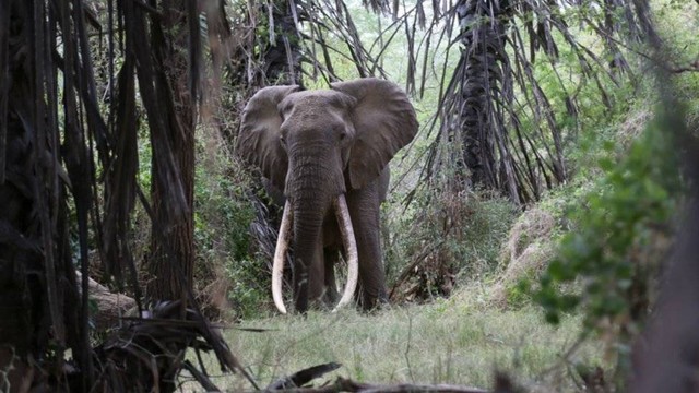 Keberadaan gajah gading super terancam oleh pemburu.