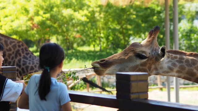 Ilustrasi gambar Apakah bisa beli tiket Ragunan langsung? Unsplash.com