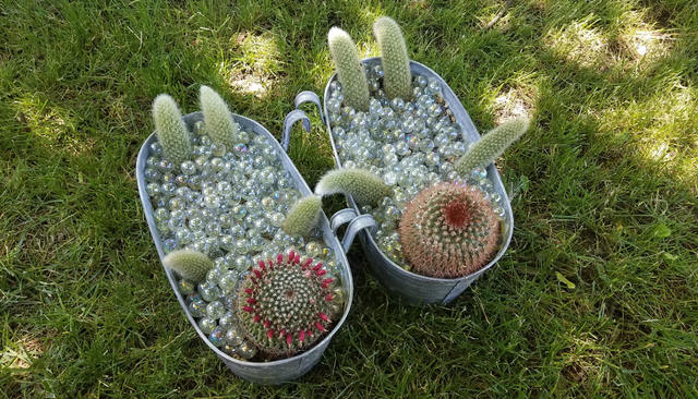 Kaktus 'wanita mandi' bikin heboh warganet.  Foto: Twitter/@fish_squeezer