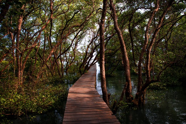 Cara ke Hutan Mangrove PIK dengan Kendaraan Pribadi dan Umum/Foto hanya ilustrasi dan bukan tempat aslinya. Sumber: Unsplash/deni febriliyan