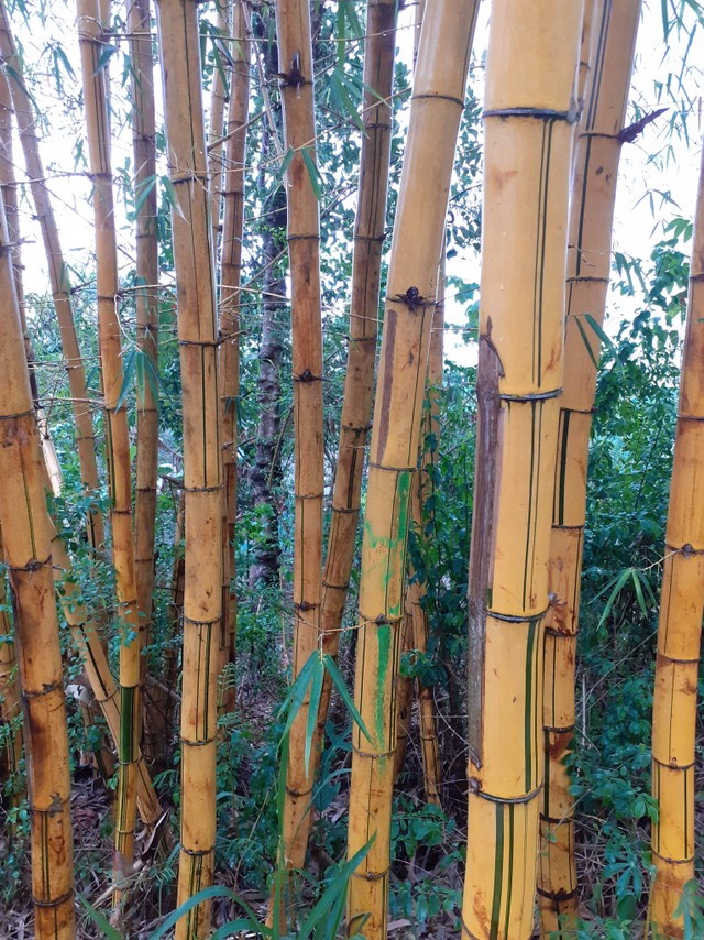 Gambar Bambusa vulgaris (Bambu Ampel). Foto: I Putu Gede /Koleksi pribadi