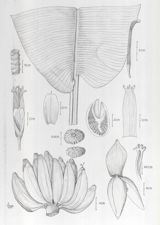 Foto hasil Ilustrasi karya Anne K. Foto: Arid/Koleksi Herbarium.