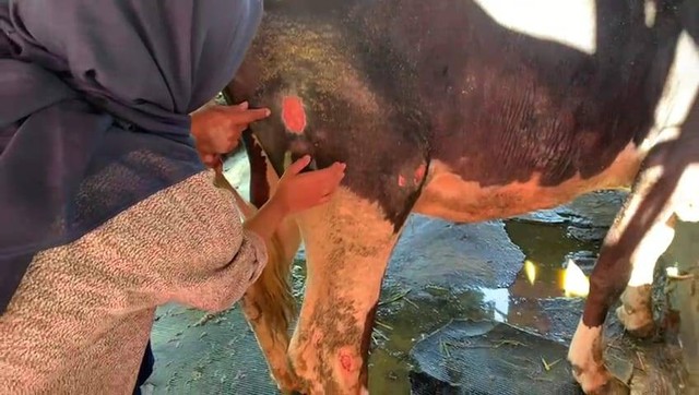Contoh gejala ternak terinfeksi wabah Penyakit Mulut dan Kuku (PMK). (Sumber: Dokumentasi Pribadi).