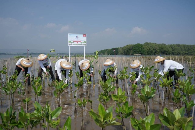 Astra Motor melakukan penanaman pohon mangrove sebagai rangkaian penutup HUT Ke-52. Foto: Astra Kalbar 