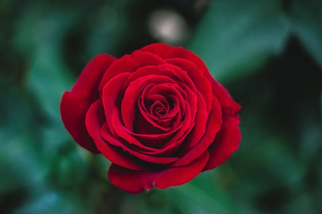 Sifat Warna Bunga Merah dan Bentuk Biji Lonjong     Foto:Unsplash