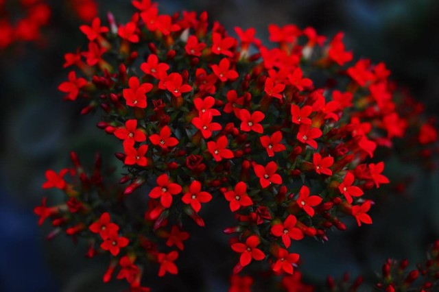 Ulasan Sifat Warna Bunga Merah dan Bentuk Biji Lonjong  Foto:Unsplash