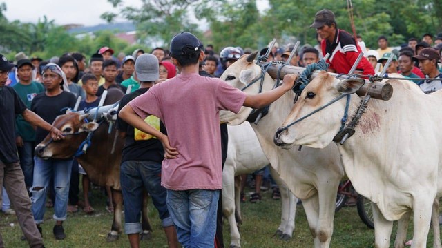 Pemkot Palu Menjaga Tradisi Melalui Lomba Karapan Sapi. Foto: Dok. Pemkot Palu