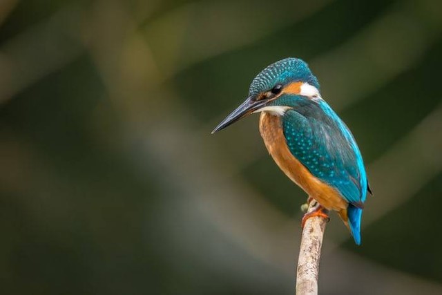 Ilustrasi Nama Ilmiah Burung. Foto: dok. Vincent van Zalinge (Unsplash.com)