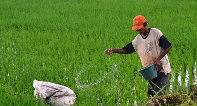 Seorang petani menabur pupuk, Foto : Julian/Sinar Tani