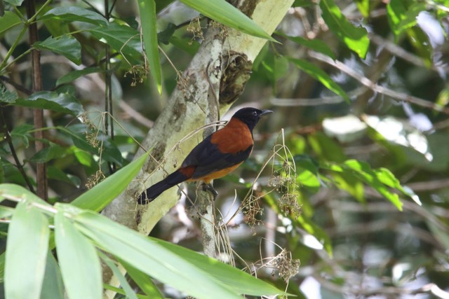 Burung beracun asal Papua Nugini, Hooded Pitohui. Foto: Shutterstock