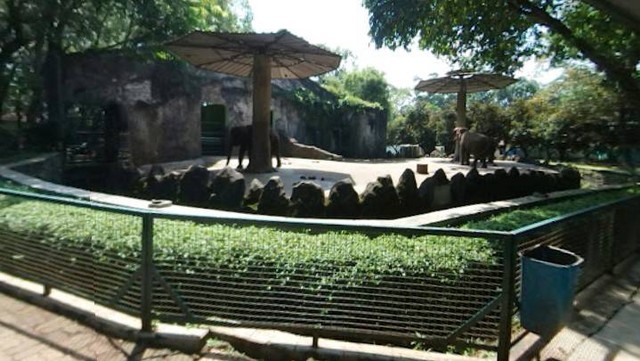Gajah ragunan, Foto: google street view