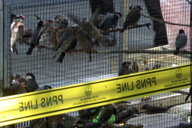 Petugas menunjukkan barang bukti burung saat pengungkapan kasus perdagangan satwa liar dilindungi di Balai Pengamanan dan Penegakan Hukum (Gakkum) KLHK Wilayah Jawa Bali dan Nusa Tenggara (Jabalnusra), Juanda, Sidoarjo, Jawa Timur. Foto: Umarul Faruq/ANTARA FOTO