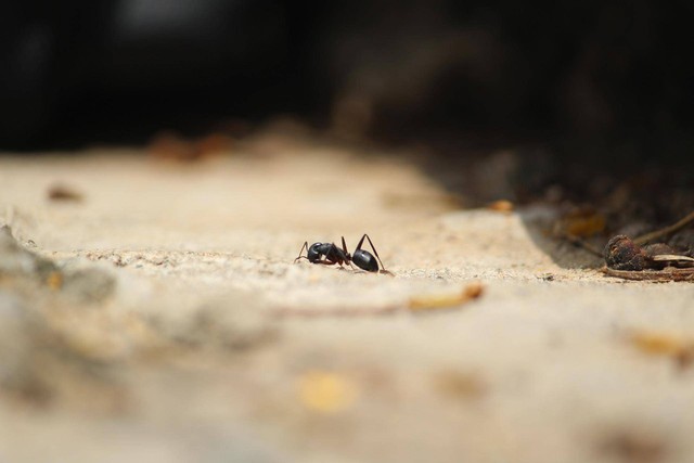 Ilustrasi cara menghilangkan semut di mobil. Foto: Pixabay