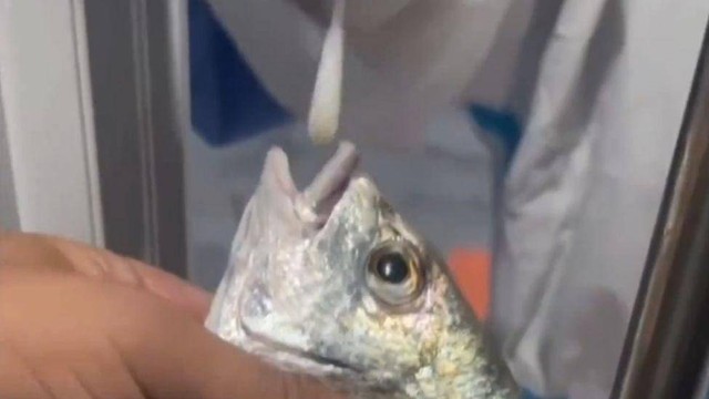 Sebuah video viral di China menunjukkan petugas medis melakukan tes uji Covid terhadap ikan dan kepiting.