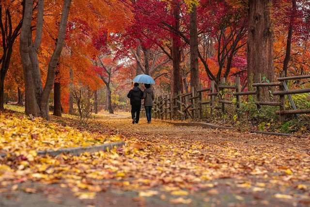 Pohon maple di destinasi romantis di Jepang untuk honeymoon, Gambar oleh chulmin park dari Pixabay