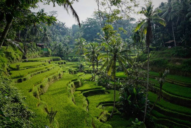 Restoran dengan View Sawah di Ubud, Foto: Unsplash/Niklas Weiss