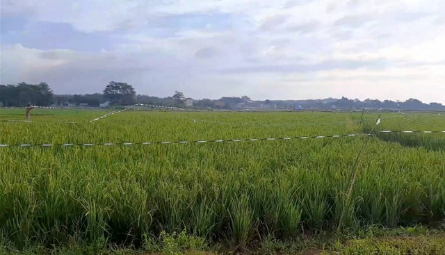 Pertanian di Kabupaten Pekalongan. Sumber Foto : Dokumentasi Pribadi