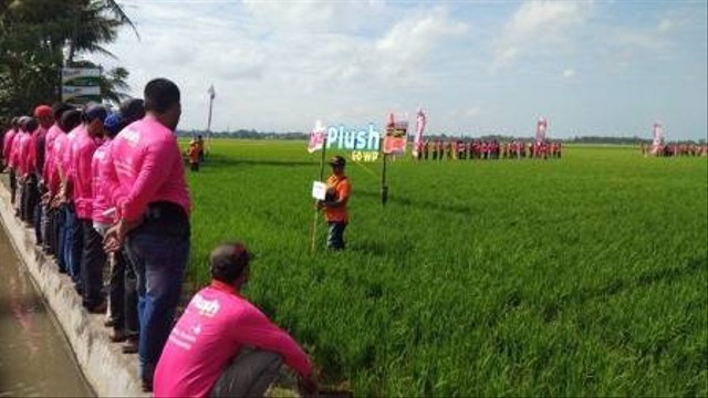 Ada sekitar 350 orang petani di Mattiro Sompe sedang diedukasi oleh Agricon tentang inovasi bercocok tanam padi dengan teknologi Push 60 WP (Foto:ASA/Kumparan)